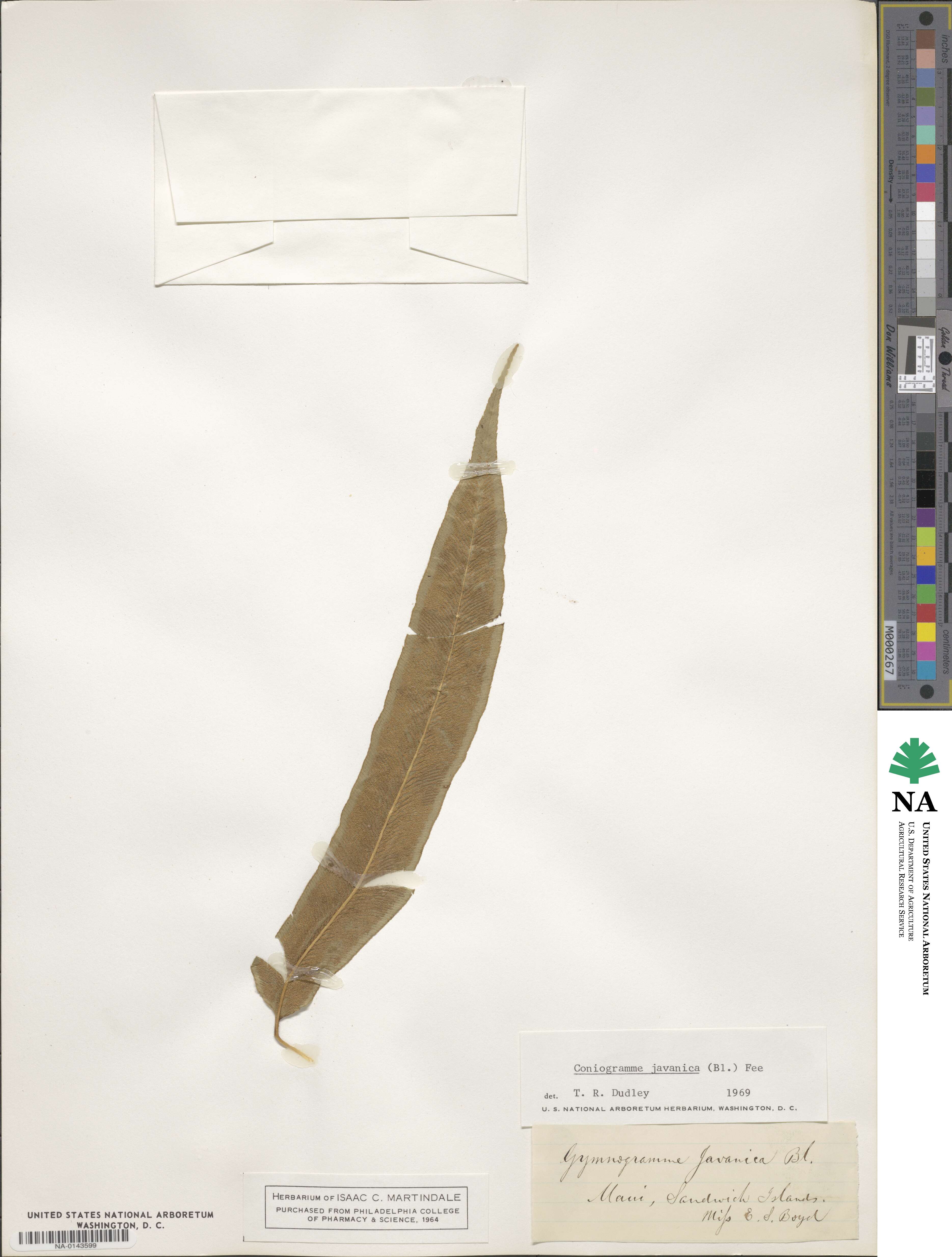 Coniogramme fraxinea image