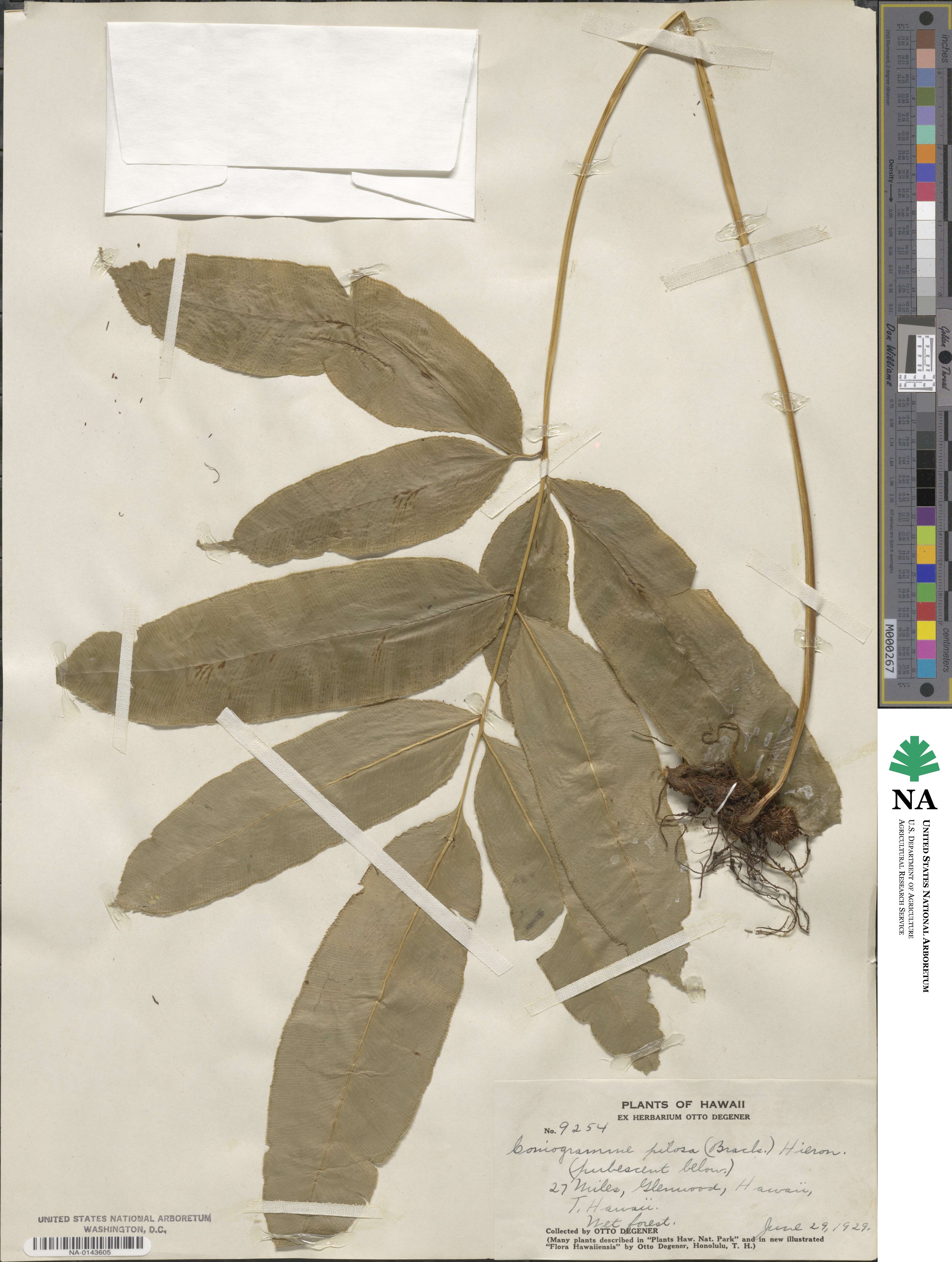 Coniogramme pilosa image