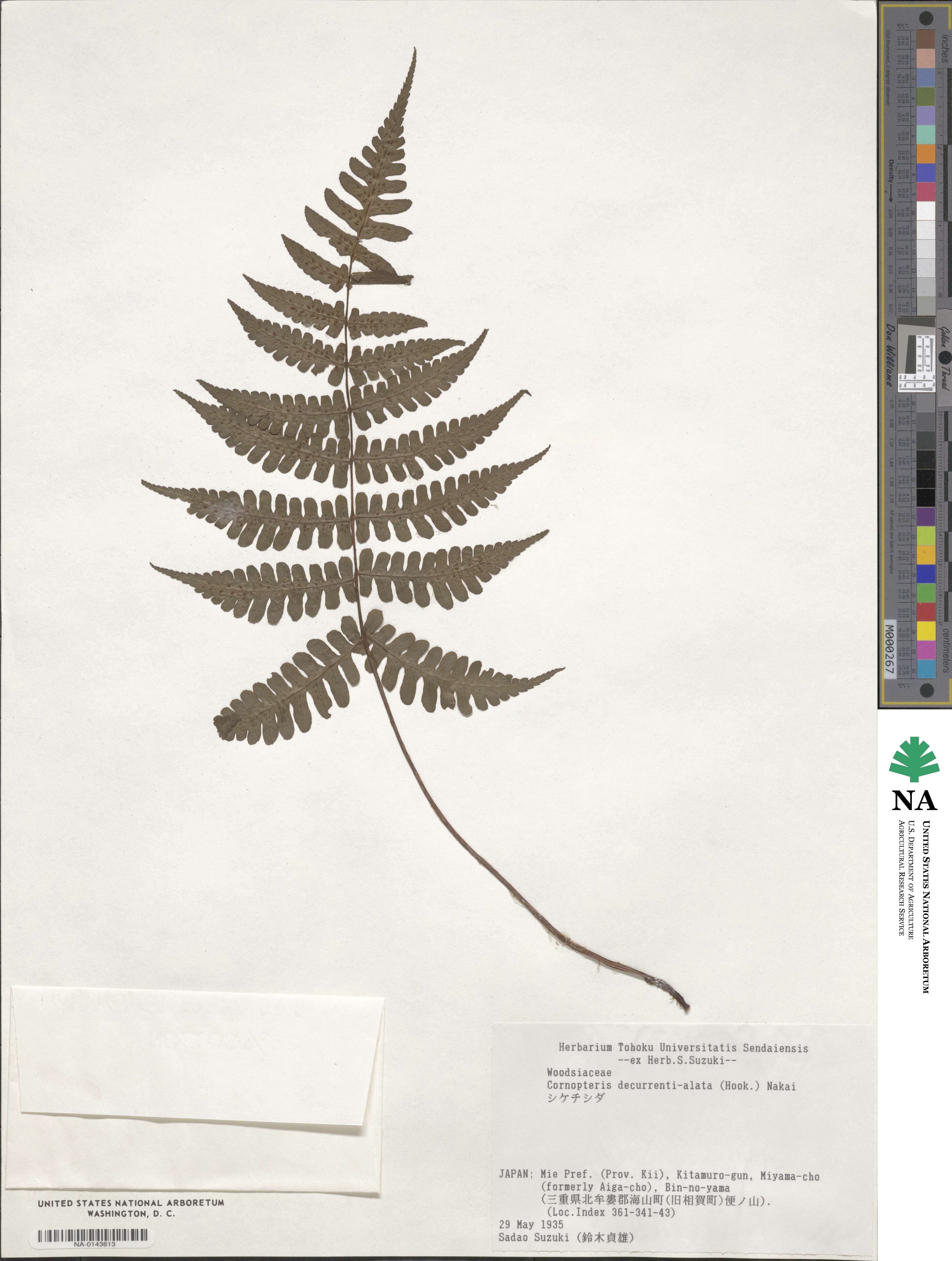Cornopteris decurrenti-alata image