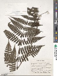 Cornopteris decurrenti-alata image