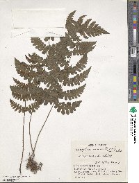 Cornopteris decurrenti-alata image