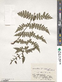 Cornopteris decurrenti-alata image