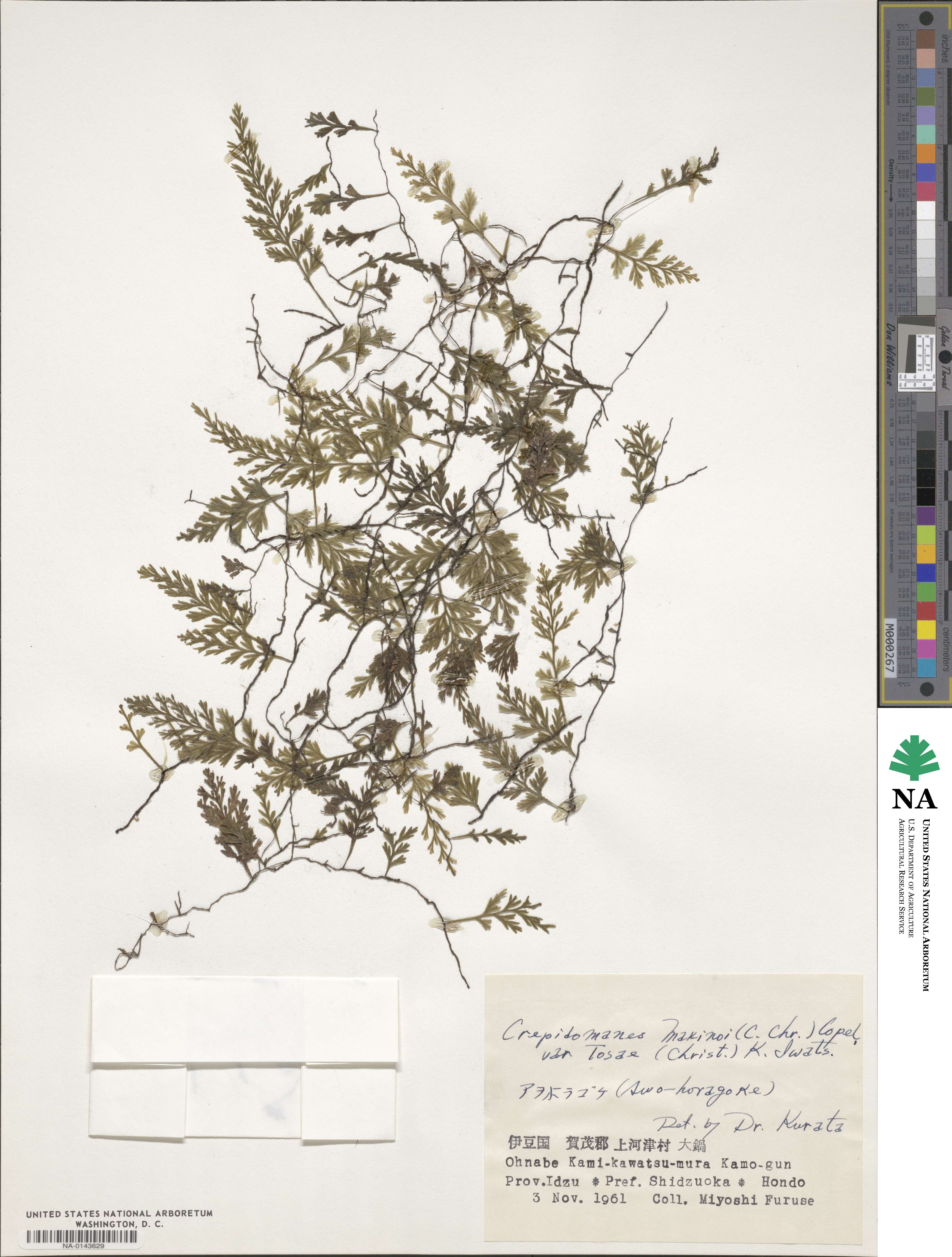Crepidomanes latealatum image