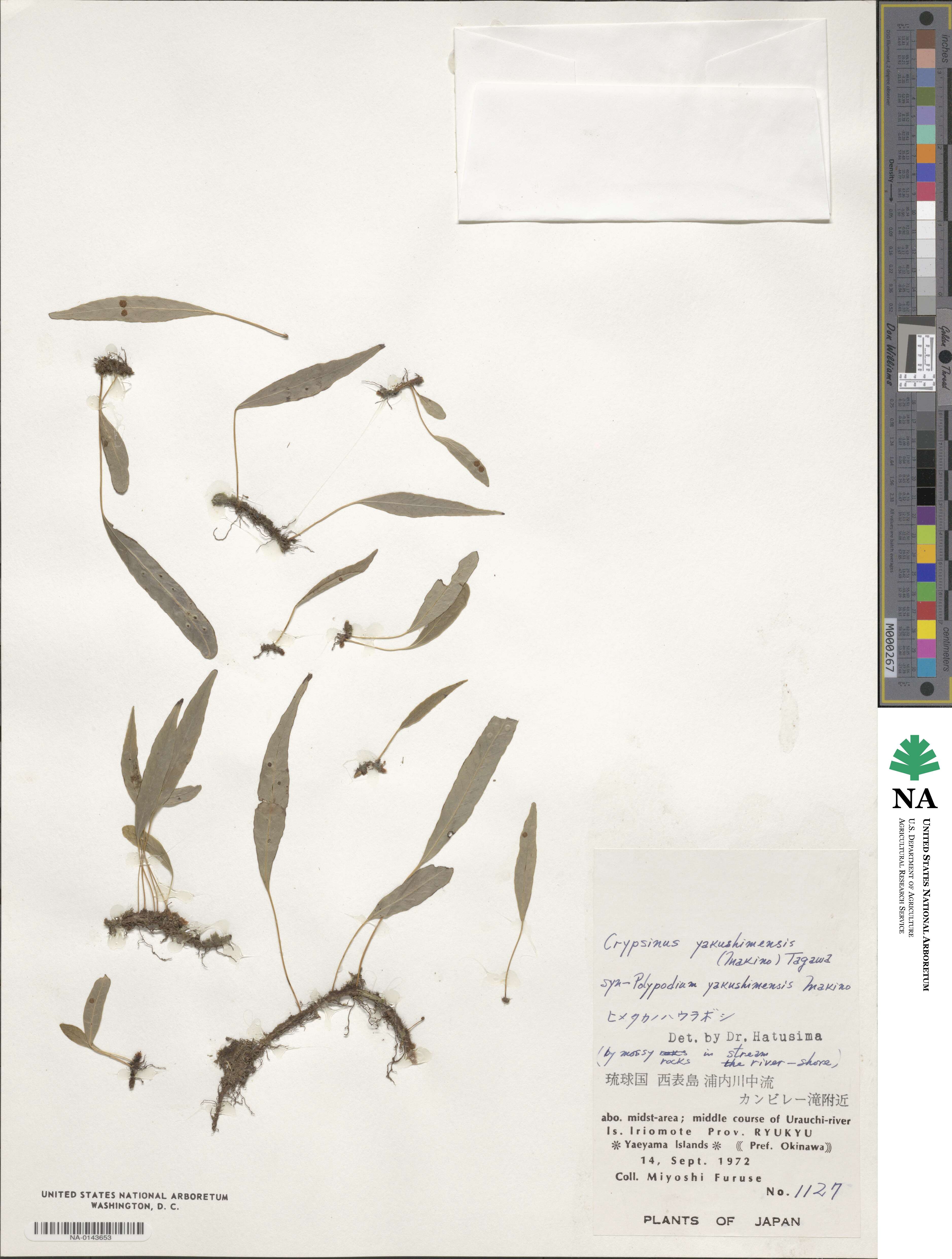Selliguea yakushimensis image