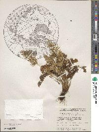 Cryptogramma acrostichoides image