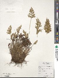 Cryptogramma acrostichoides image