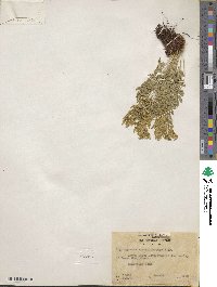 Cryptogramma acrostichoides image