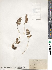 Cryptogramma acrostichoides image