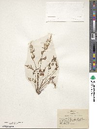 Cryptogramma stelleri image