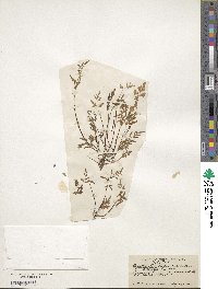 Cryptogramma stelleri image