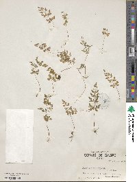 Cryptogramma stelleri image