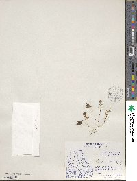 Cryptogramma stelleri image