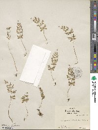 Cryptogramma stelleri image