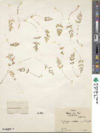 Cryptogramma stelleri image