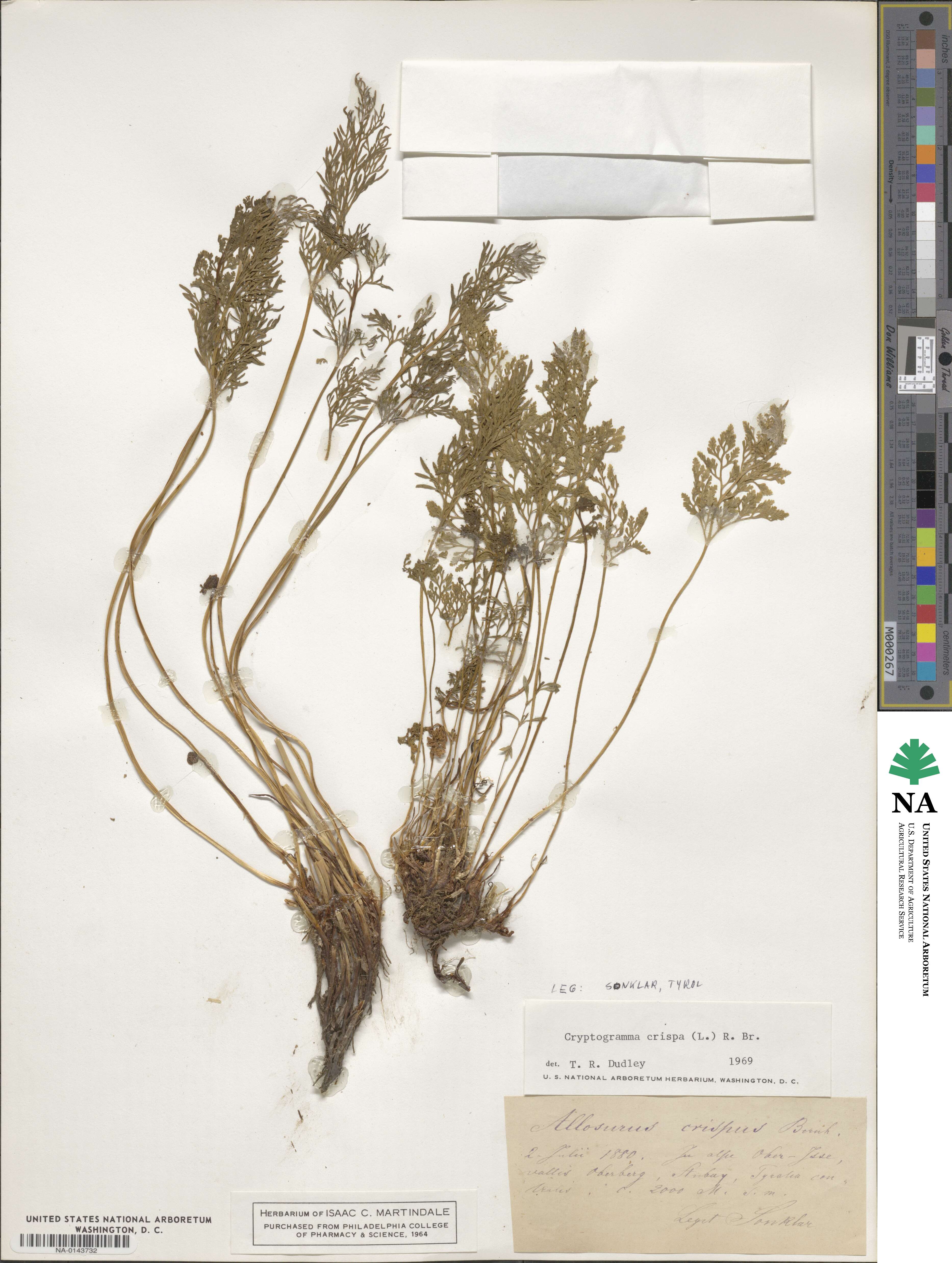 Cryptogramma image