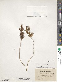Cryptogramma crispa image