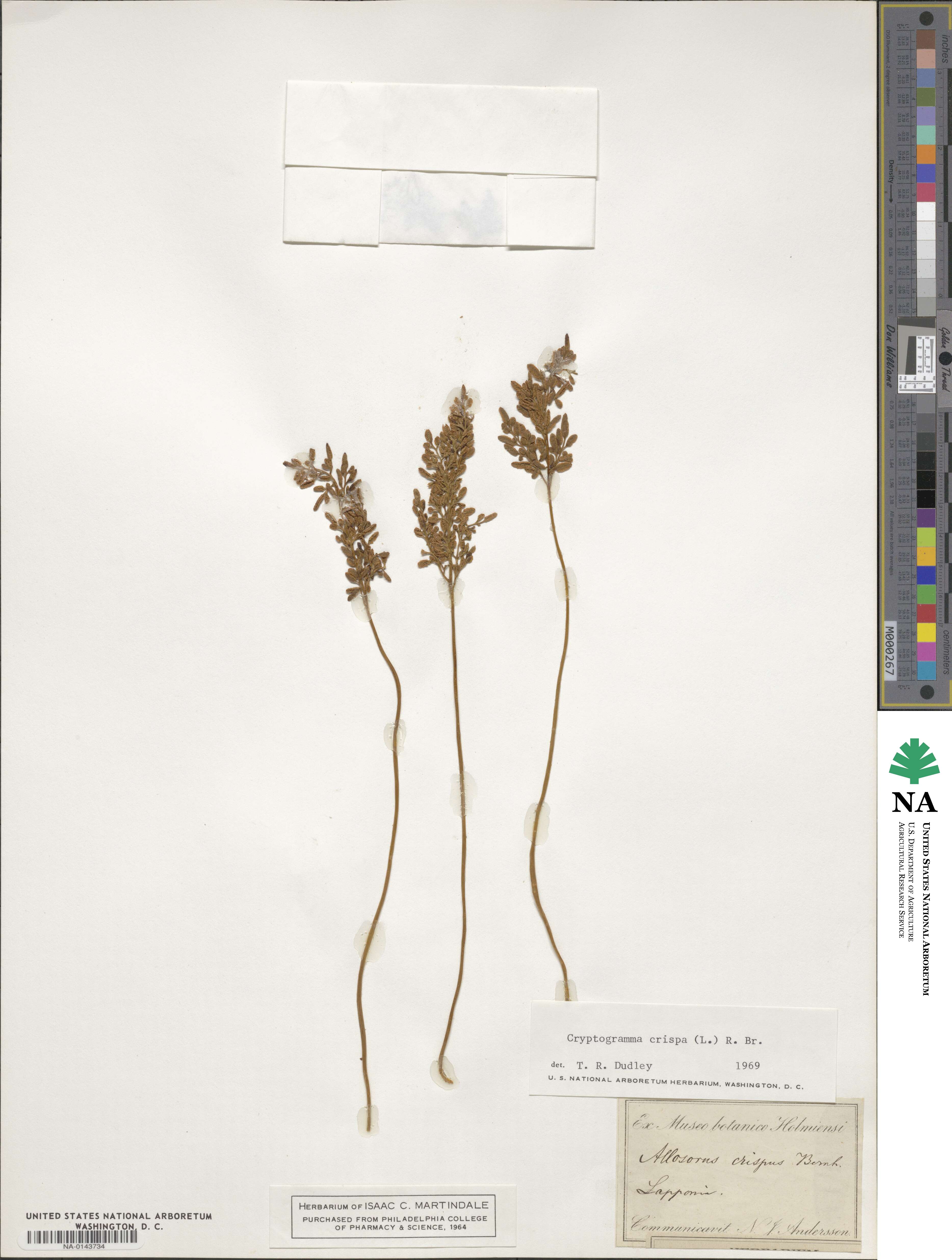 Cryptogramma crispa image