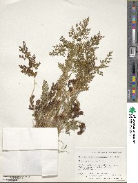 Cryptogramma acrostichoides image