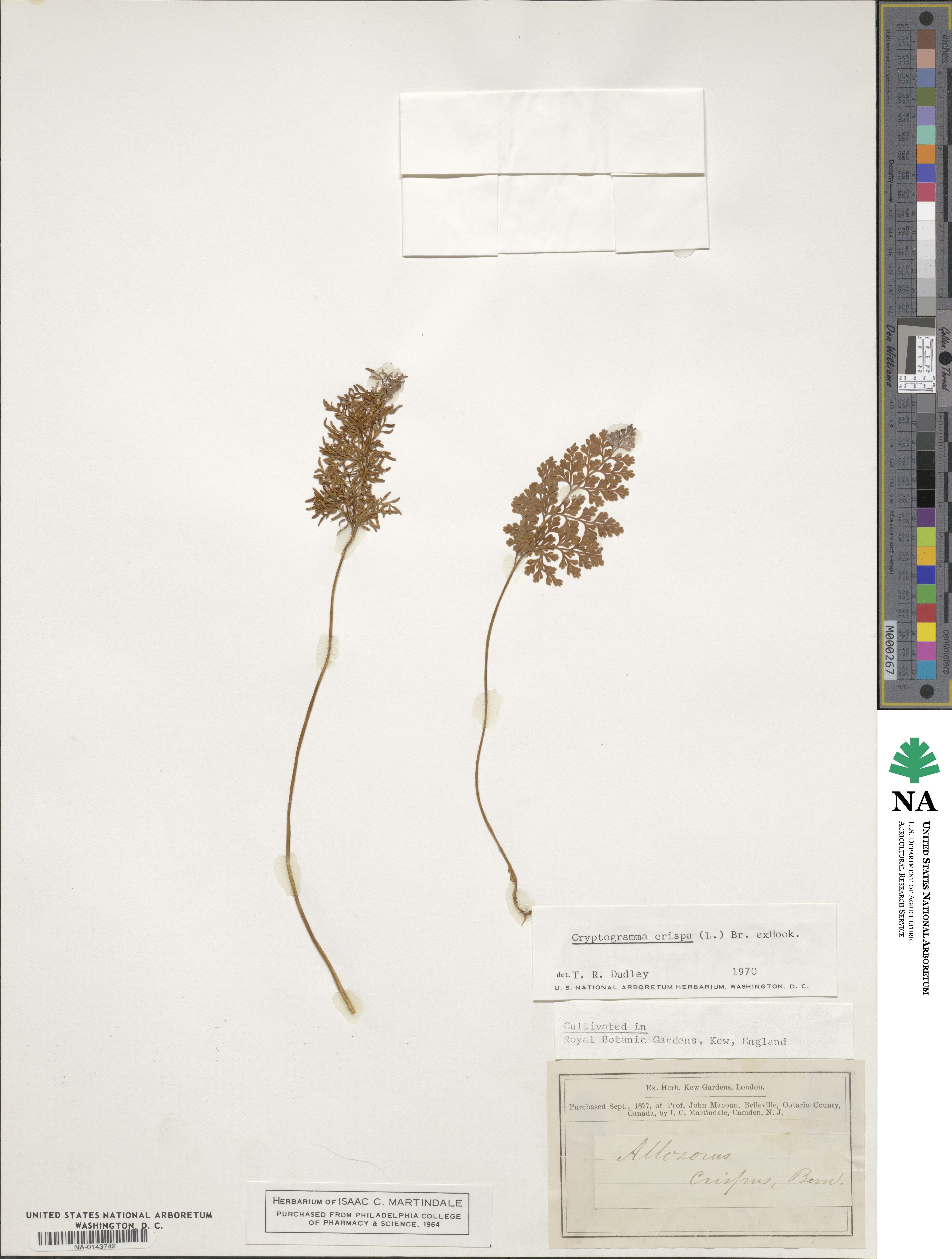 Cryptogramma crispa image