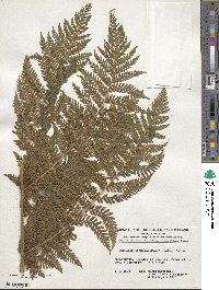 Megalastrum inaequalifolium image