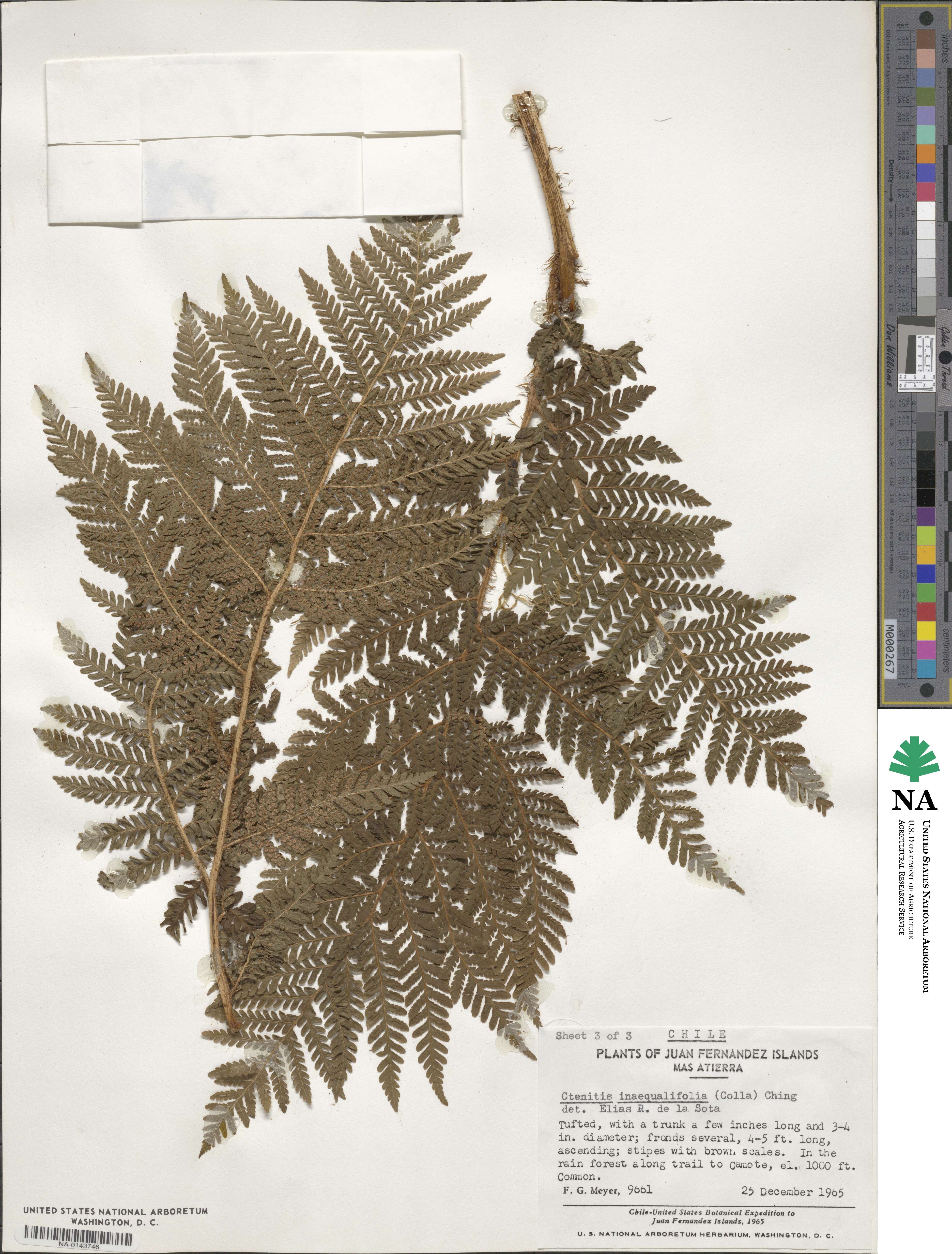 Megalastrum inaequalifolium image