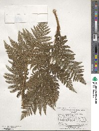 Megalastrum inaequalifolium image