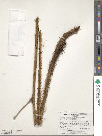 Megalastrum inaequalifolium image