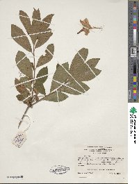 Rhododendron viscosum image