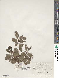 Rhododendron viscosum image