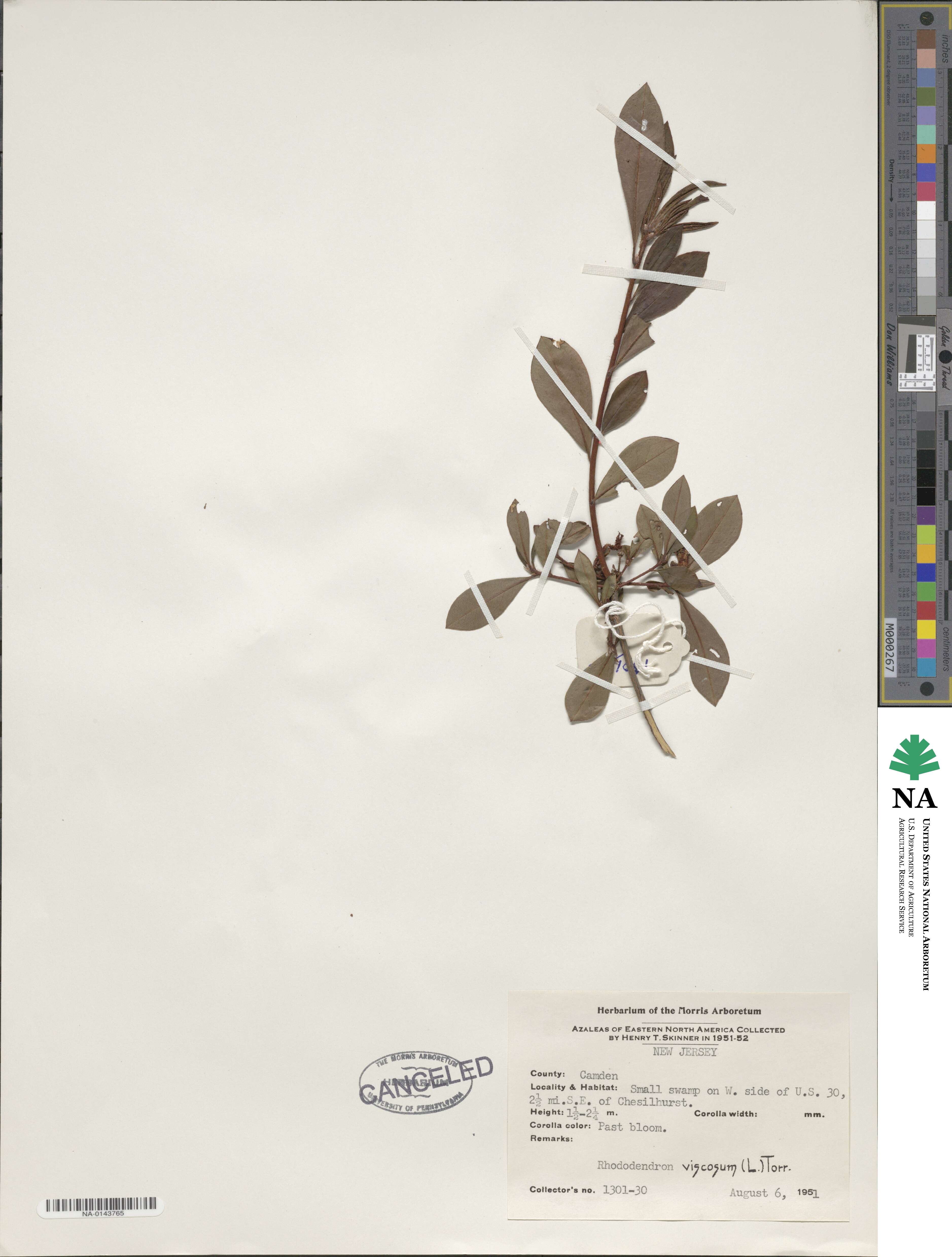 Rhododendron viscosum image