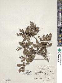 Rhododendron viscosum image