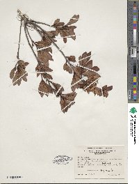 Rhododendron viscosum image