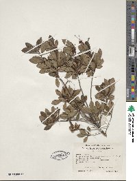 Rhododendron viscosum image