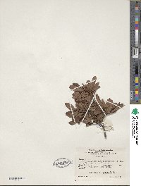 Rhododendron viscosum image