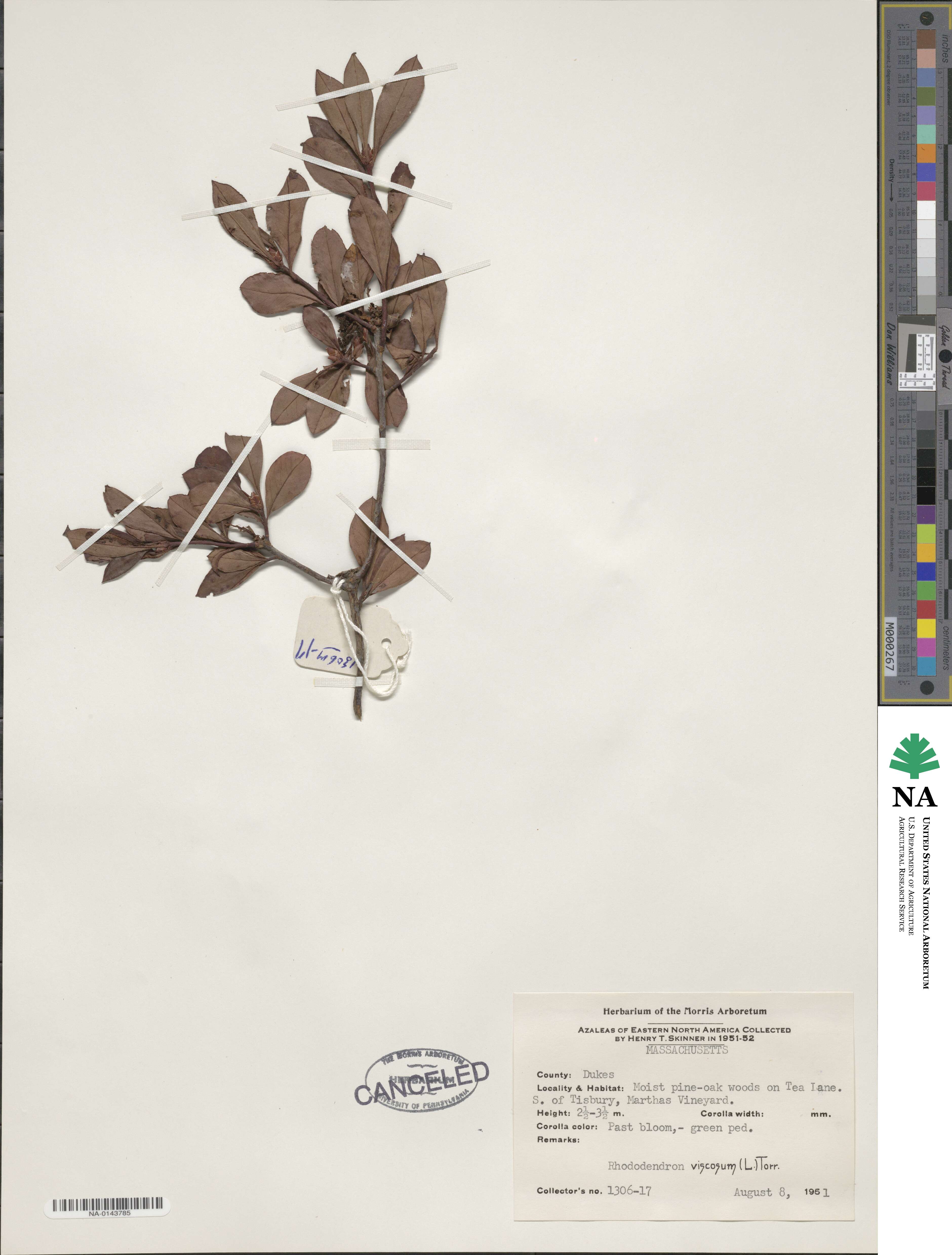 Rhododendron viscosum image