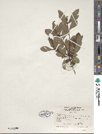 Rhododendron viscosum image