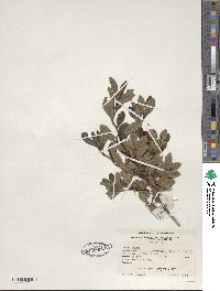 Rhododendron viscosum image