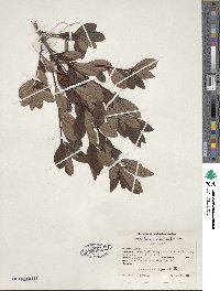 Rhododendron viscosum image