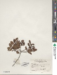 Rhododendron viscosum image