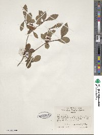 Rhododendron viscosum image