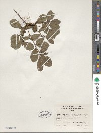 Rhododendron viscosum image