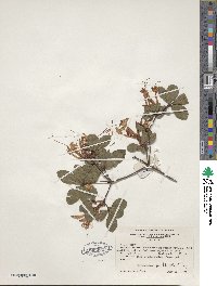 Rhododendron viscosum image