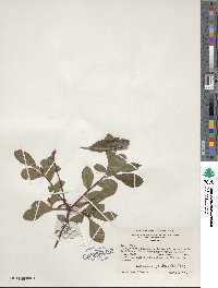Rhododendron viscosum image