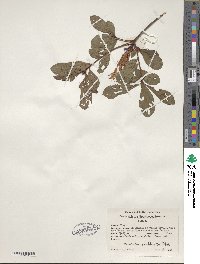 Rhododendron viscosum image