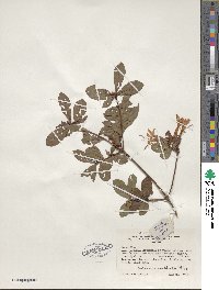 Rhododendron viscosum image