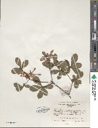 Rhododendron viscosum image