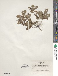 Rhododendron viscosum image