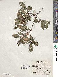 Rhododendron viscosum image