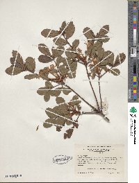 Rhododendron viscosum image