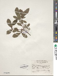 Rhododendron viscosum image